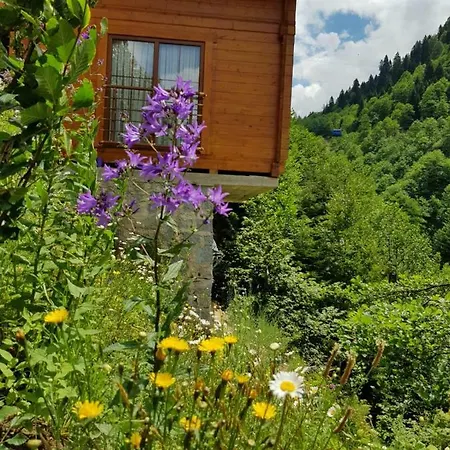Dag Evi